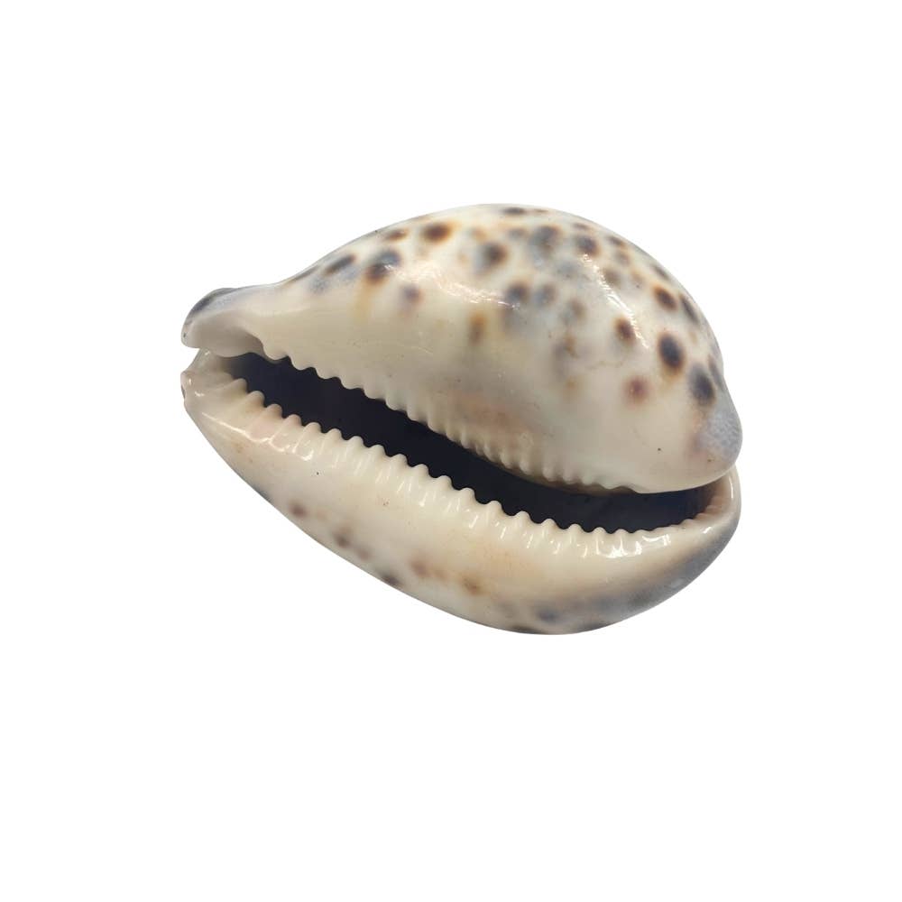 Tiger Cowrie
