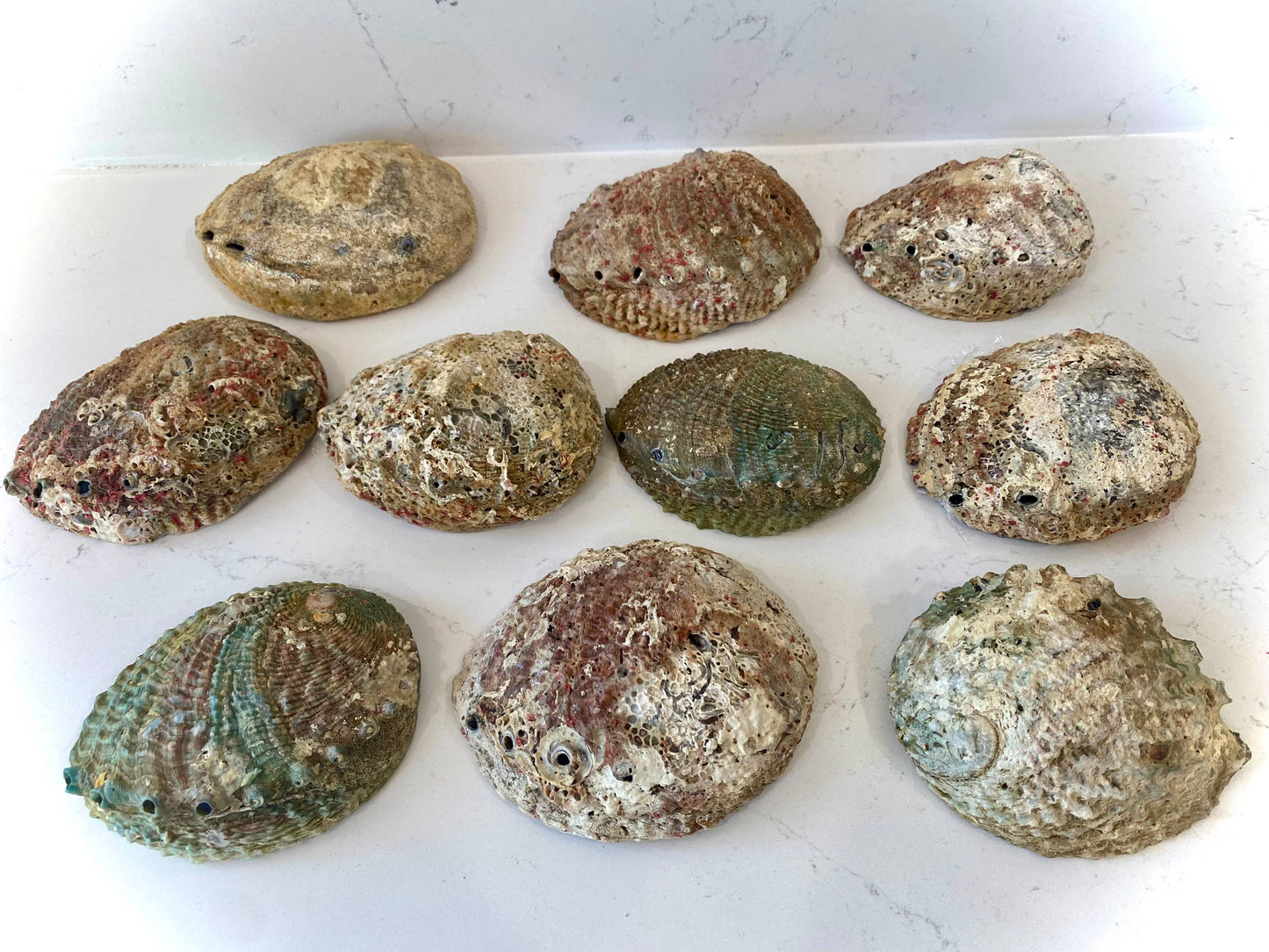 Abalone Shell Smudge Bowls (Medium Shallow)