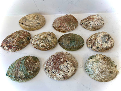 Abalone Shell Smudge Bowls (Medium Shallow)