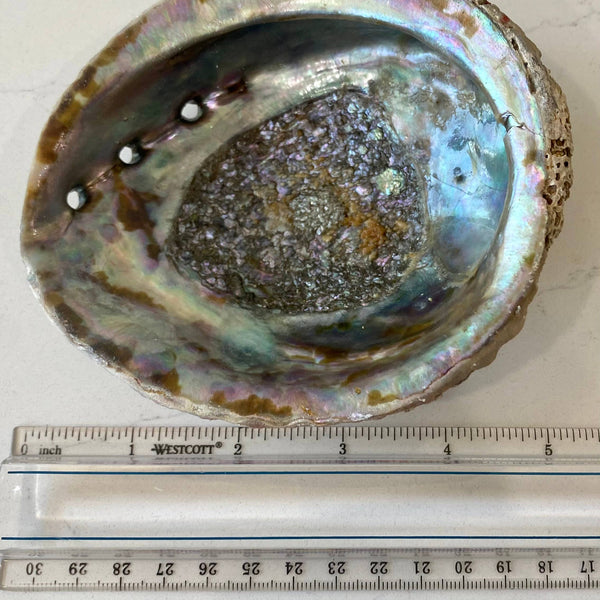 Abalone Shell Smudge Bowls (Medium Shallow)