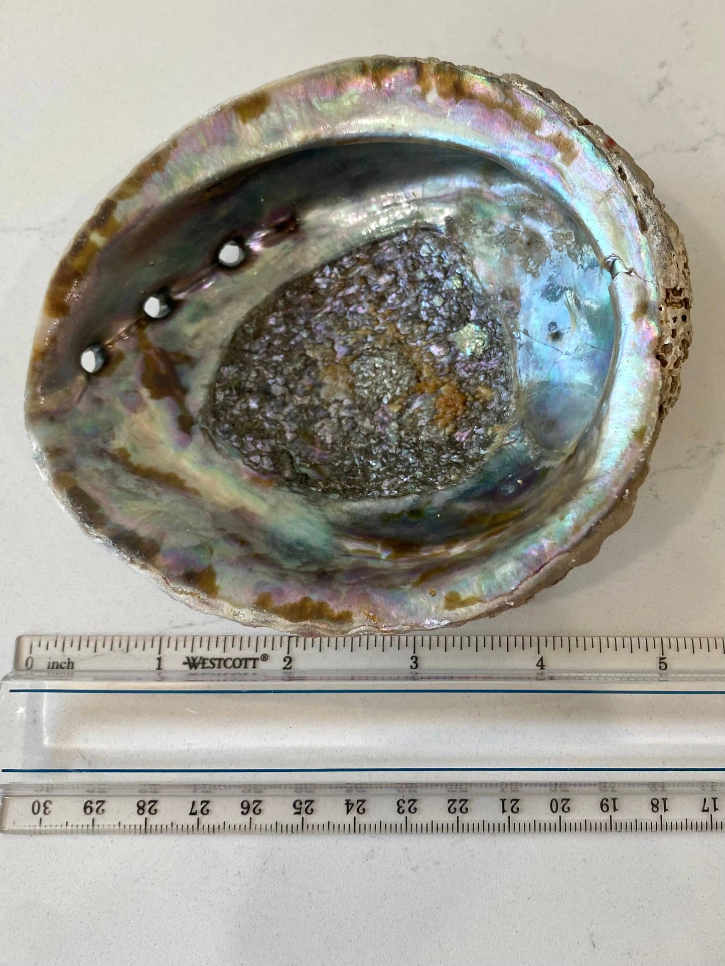 Abalone Shell Smudge Bowls (Medium Shallow)