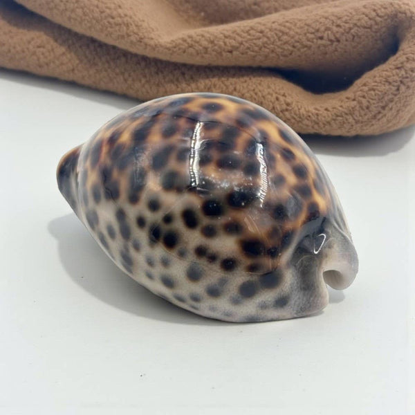 Tiger Cowrie