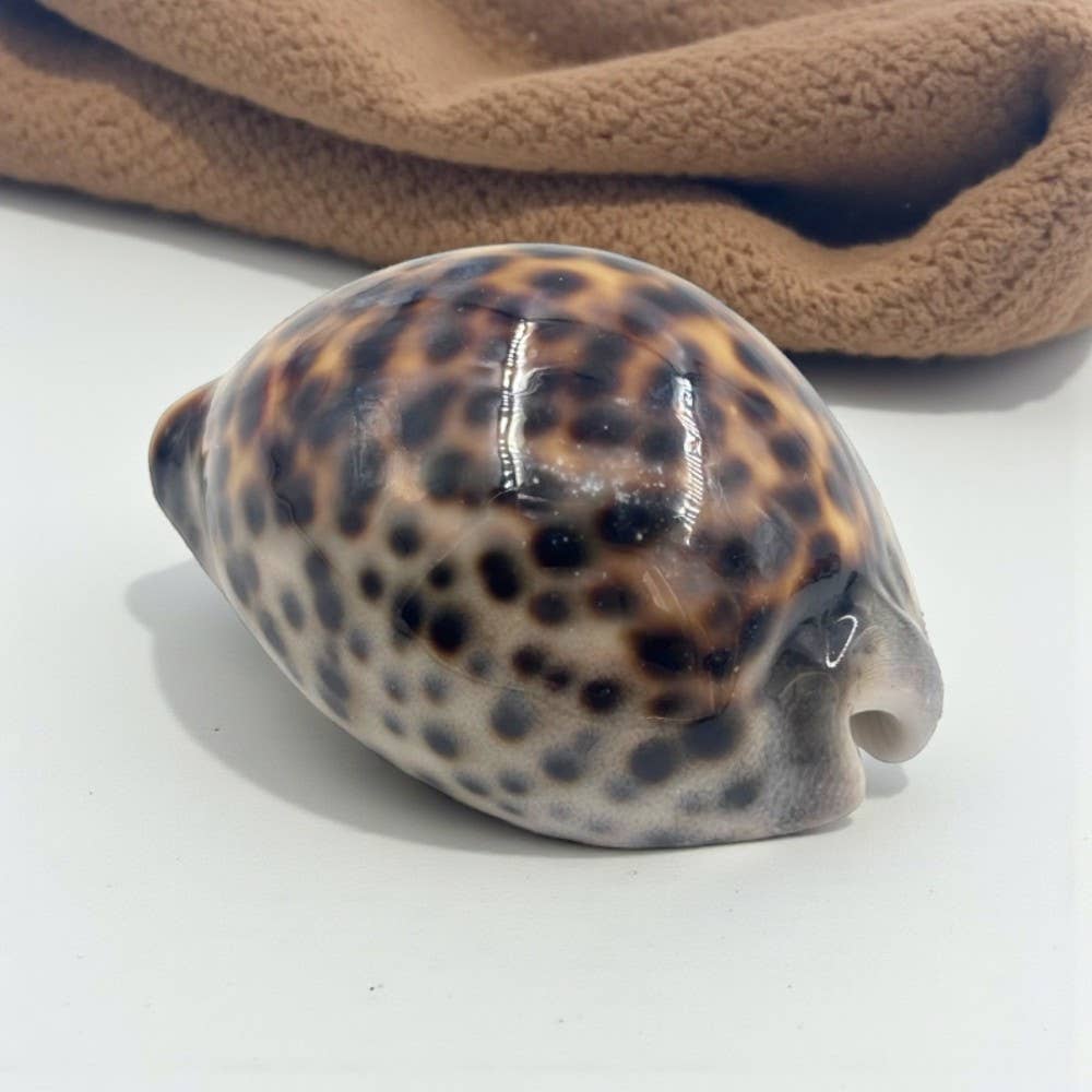 Tiger Cowrie