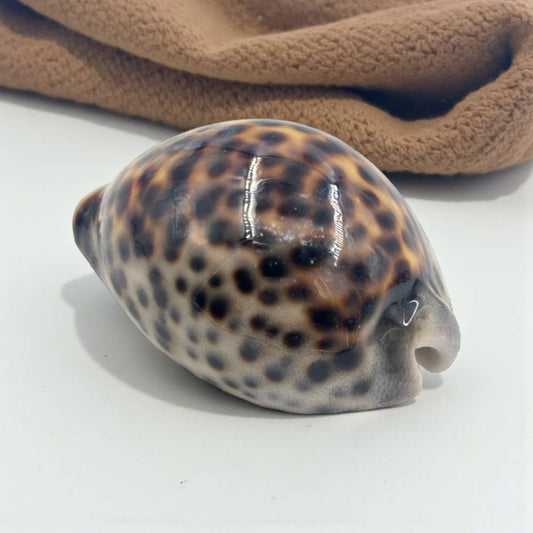 Tiger Cowrie