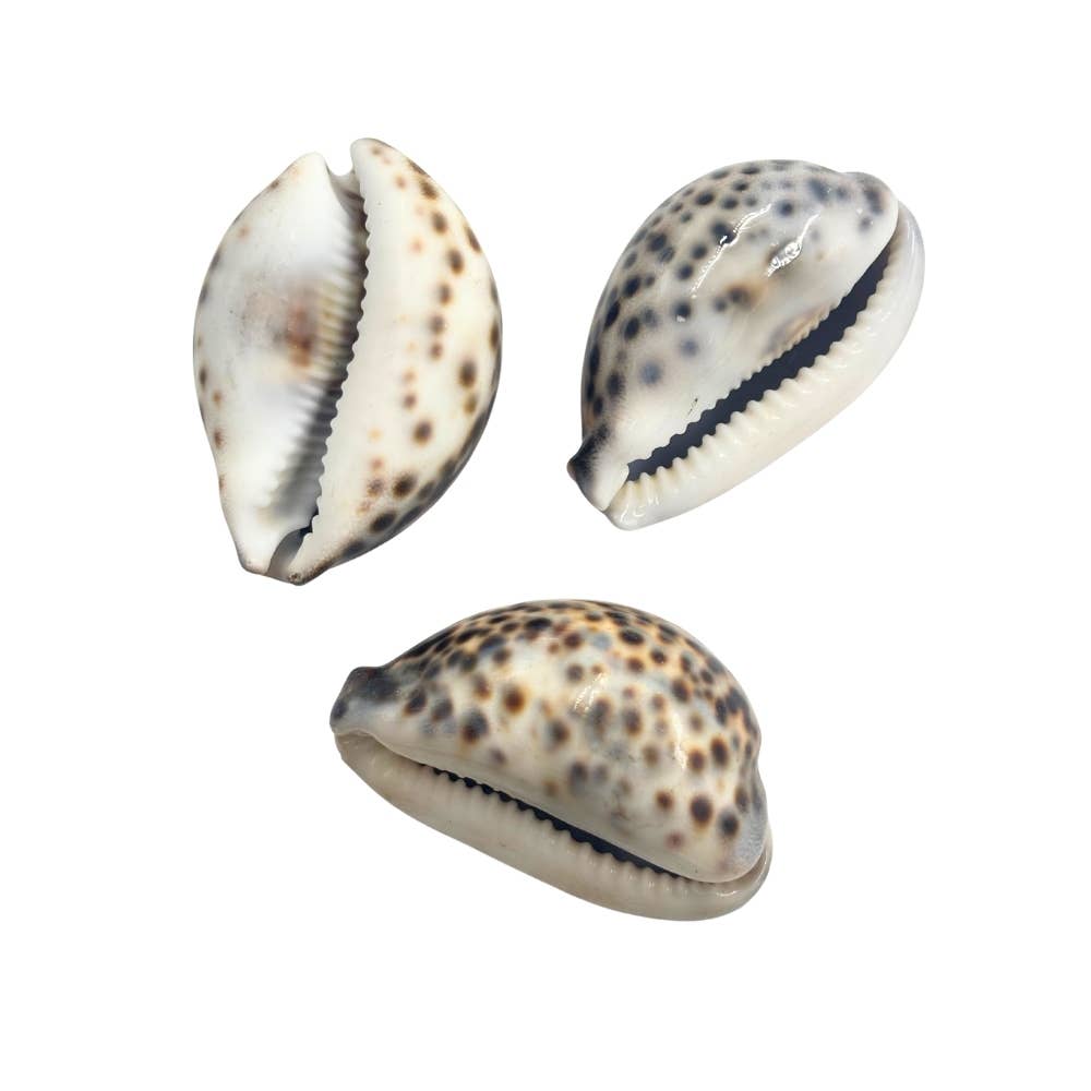 Tiger Cowrie
